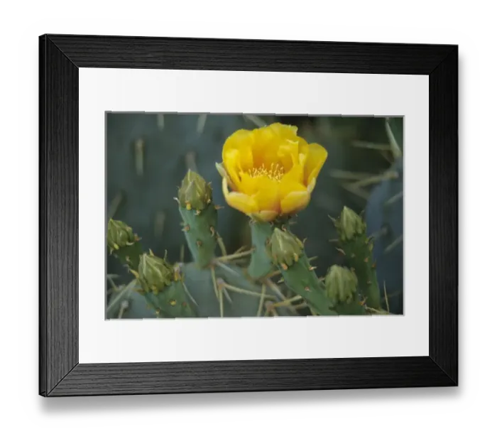 Framed Print : USA, North America, Arizona Framed Print : USA, North America, Arizona