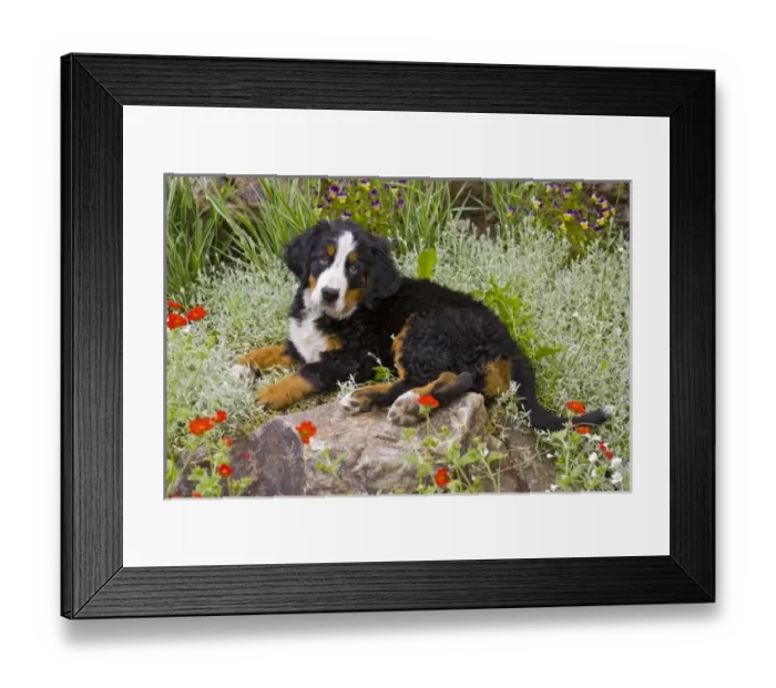 Framed Print : USA, North America, Colorado Framed Print : USA, North America, Colorado