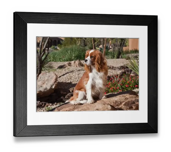 Framed Print : A Cavalier King Charles Spaniel sitting on a rock in a garden with wind blowing