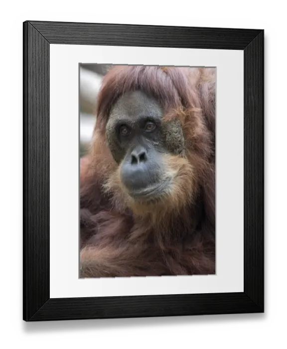 Framed Print : Ginger a wild caught female sumatran orangutan born 1955, at the Sacramento Zoo