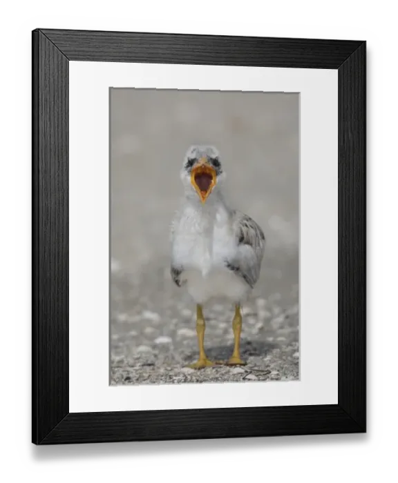 Framed Print : USA, North America, Florida