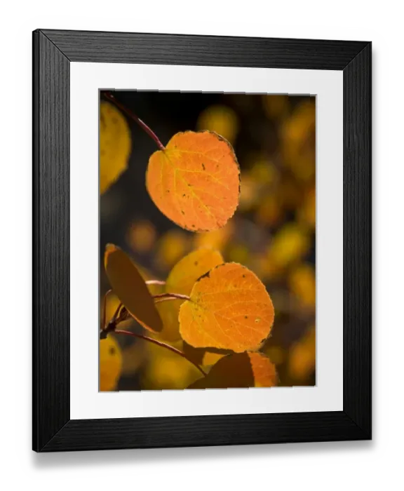 Framed Print : Fall aspen leaves, Eastern Sierras, Bishop, California Framed Print : Fall aspen leaves, Eastern Sierras, Bishop, California