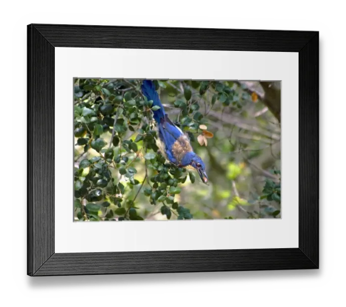 Framed Print : USA, North America, California Framed Print : USA, North America, California