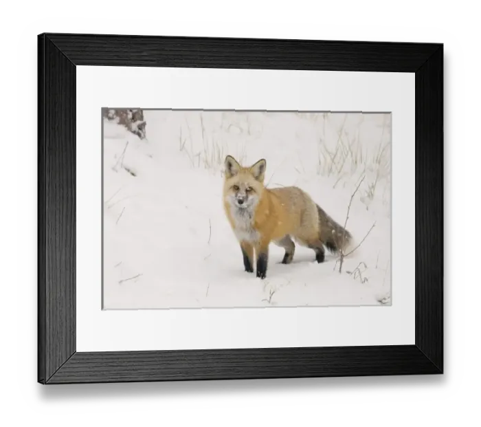 Framed Print : USA, North America, Colorado Framed Print : USA, North America, Colorado