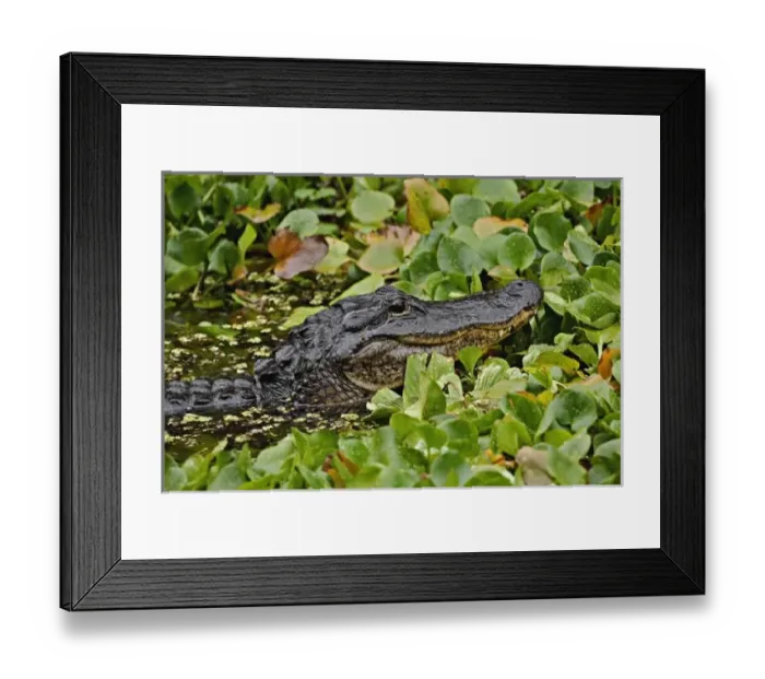 Framed Print : USA, North America, Florida Framed Print : USA, North America, Florida