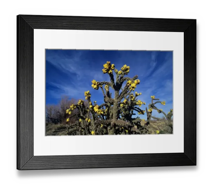 Framed Print : Cane Cholla, Opuntia imbricata, fruits, Tuscon, Arizona, USA Framed Print : Cane Cholla, Opuntia imbricata, fruits, Tuscon, Arizona, USA