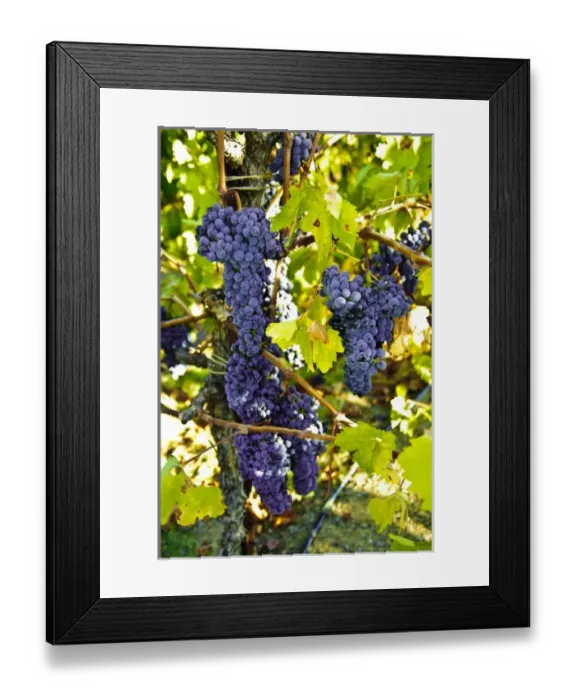 Framed Print : USA, California, Sonoma, Healdsburg. Sonoma grapes ready for crush