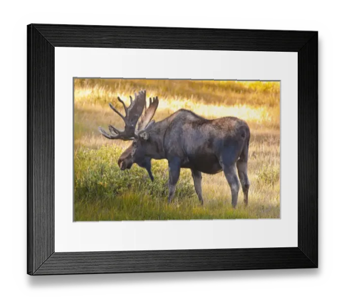 Framed Print : USA, North America, Colorado Framed Print : USA, North America, Colorado