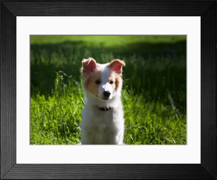 Framed Print : A Border Collie puppy sitting in a field of green Framed Print : A Border Collie puppy sitting in a field of green