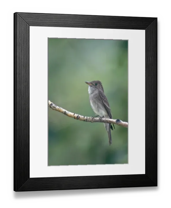 Framed Print : USA, California, Eastern Sierras, Lee Vining. Western wood-pewee perched on limb Framed Print : USA, California, Eastern Sierras, Lee Vining. Western wood-pewee perched on limb