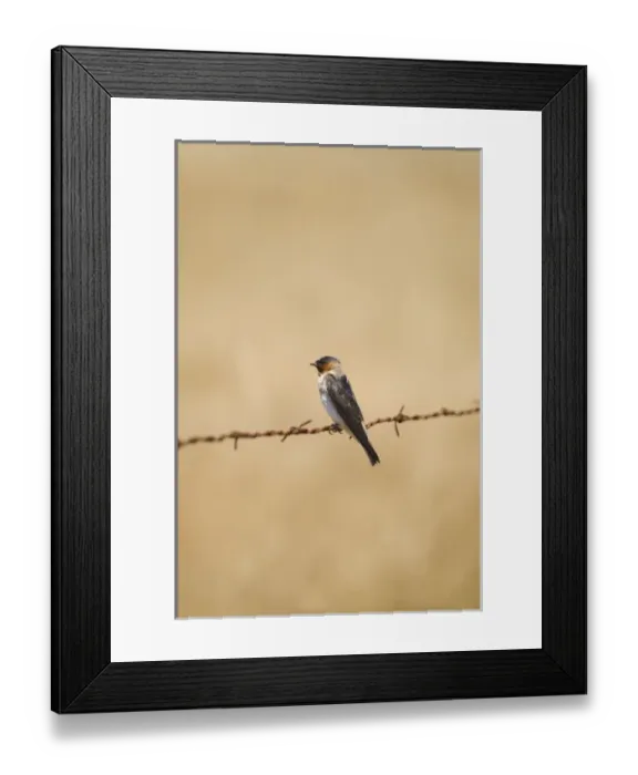 Framed Print : Barn swallow, Hirundo rustica, northern California
