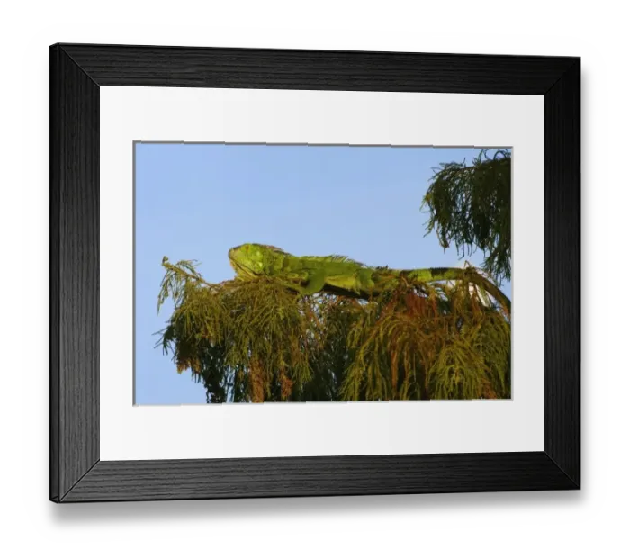 Framed Print : USA, North America, Florida Framed Print : USA, North America, Florida