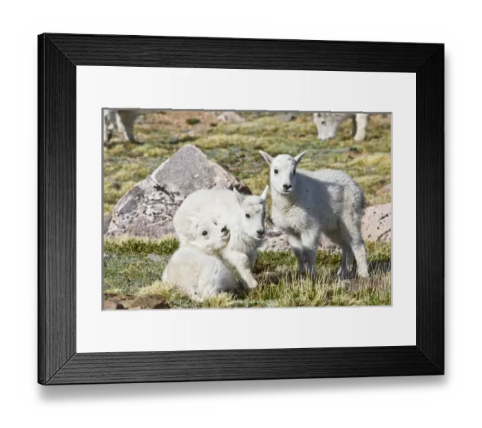 Framed Print : USA, North America, Colorado Framed Print : USA, North America, Colorado