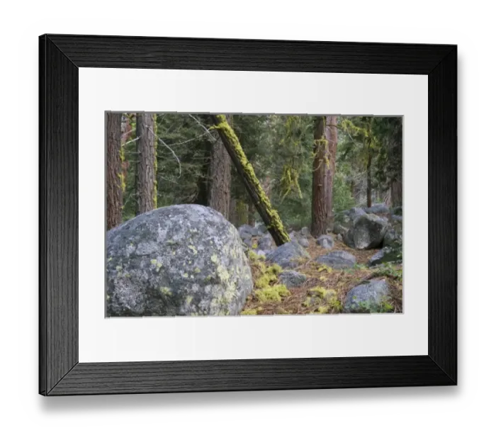 Framed Print : Giant Sequoia trees in the forest, Sequoia and Kings Canyon National Park, California Framed Print : Giant Sequoia trees in the forest, Sequoia and Kings Canyon National Park, California