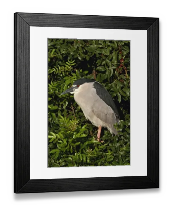 Framed Print : USA, North America, Florida Framed Print : USA, North America, Florida