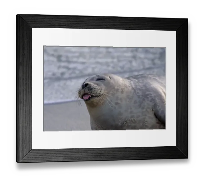 Framed Print : USA, California, San Diego. Harbor seal sticking its tongue out