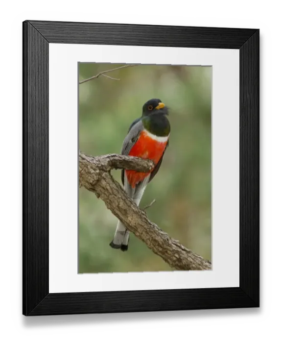 Framed Print : USA, North America, Arizona