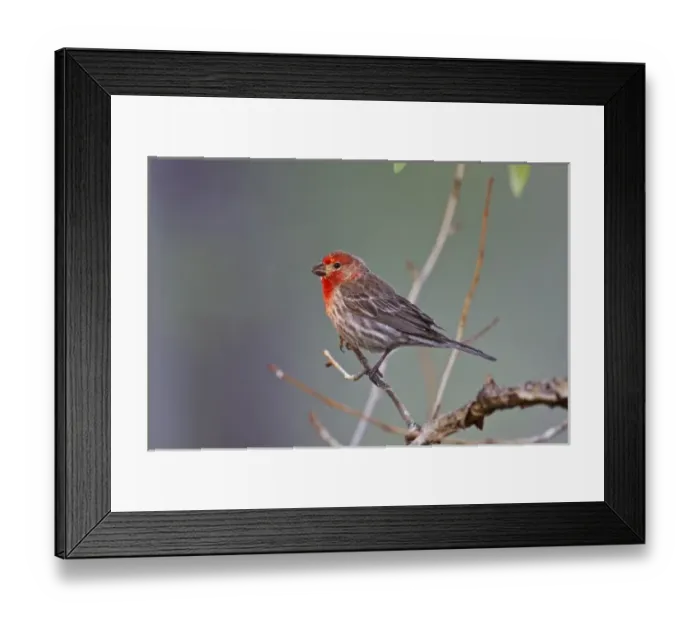 Framed Print : Monte Vista, Colorado, USA, House Finch (Carpodacus mexicanus) adult male