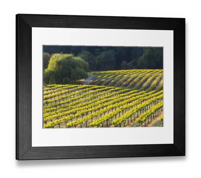 Framed Print : USA, North America, California