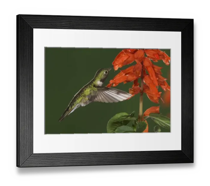 Framed Print : Broad-tailed Hummingbird, Selasphorus platycercus, male in flight feeding on Red Salvia Framed Print : Broad-tailed Hummingbird, Selasphorus platycercus, male in flight feeding on Red Salvia
