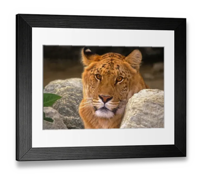Framed Print : USA, California, Los Angeles County. Portrait of ligress, a lion  /  tiger hybrid