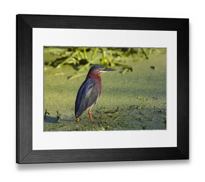 Framed Print : USA, North America, Florida Framed Print : USA, North America, Florida