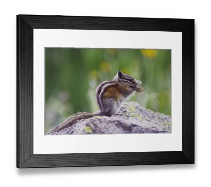 Framed Print : Least Chipmunk, Tamias minimus, adult eating wildflowers, Ouray, San Juan Mountains Framed Print : Least Chipmunk, Tamias minimus, adult eating wildflowers, Ouray, San Juan Mountains
