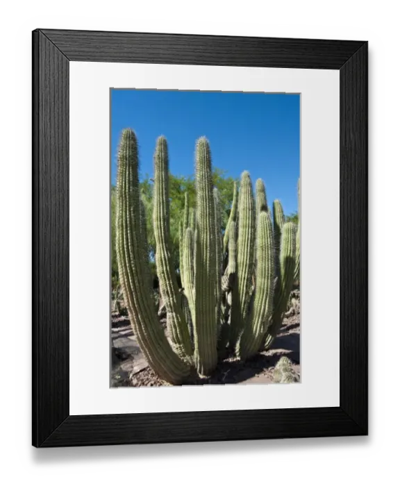 Framed Print : Phoenix, Arizona. Cactus at the Desert Botanical Garden