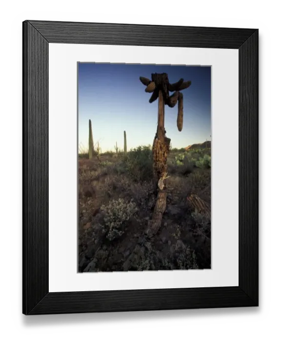 Framed Print : North America, USA, Arizona, Sonoran Desert National Park. Dead saguaro cactus (Carnegia Framed Print : North America, USA, Arizona, Sonoran Desert National Park. Dead saguaro cactus (Carnegia