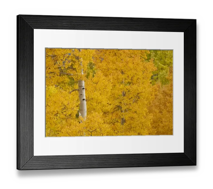 Framed Print : USA, North America, Colorado Framed Print : USA, North America, Colorado