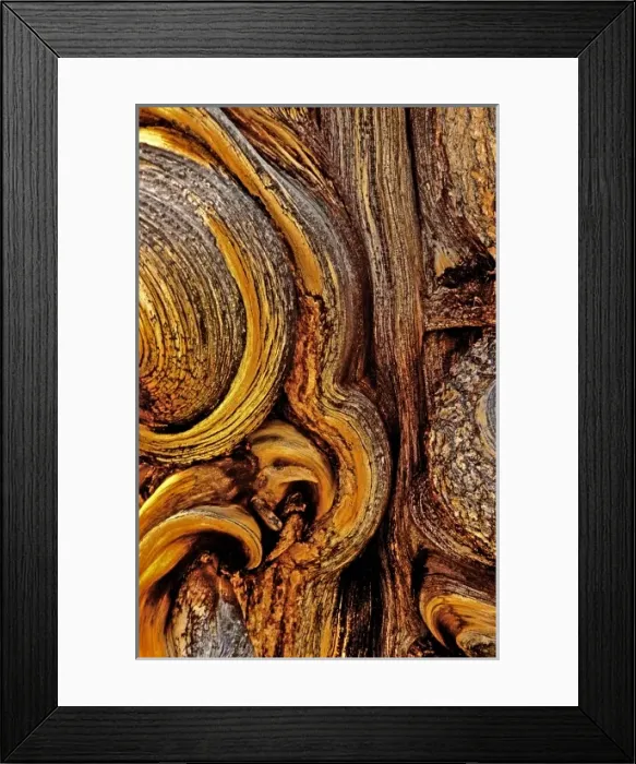 Framed Print : USA, California, Inyo National Forest, White Mountains. Bristlecone pine bark detail Framed Print : USA, California, Inyo National Forest, White Mountains. Bristlecone pine bark detail