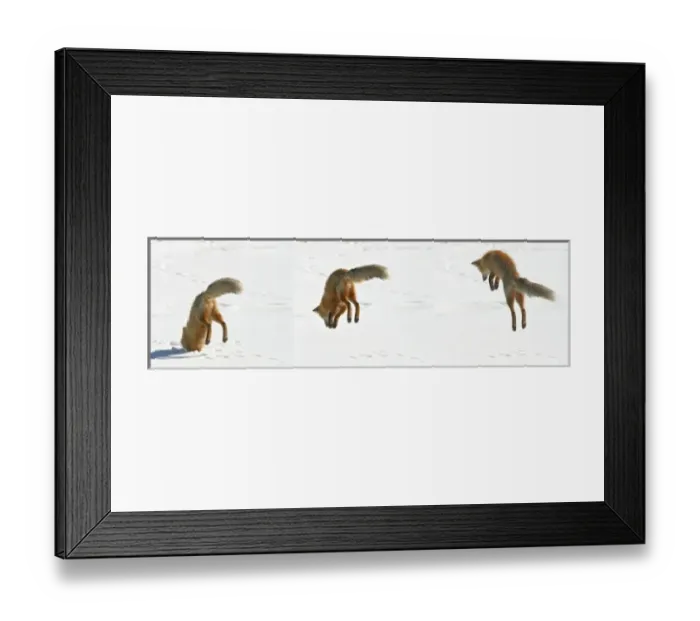 Framed Print : USA, Colorado, Frisco, Giberson Bay. Sequence of a red fox pouncing on snow for prey below Framed Print : USA, Colorado, Frisco, Giberson Bay. Sequence of a red fox pouncing on snow for prey below