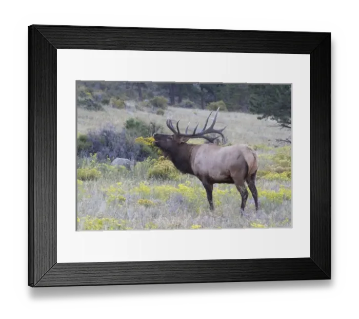Framed Print : North America - USA - Colorado - Rocky Mountain National Park. Wapiti (American elk) Framed Print : North America - USA - Colorado - Rocky Mountain National Park. Wapiti (American elk)