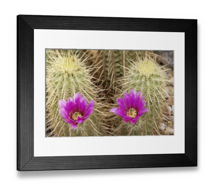 Framed Print : USA, North America, Arizona