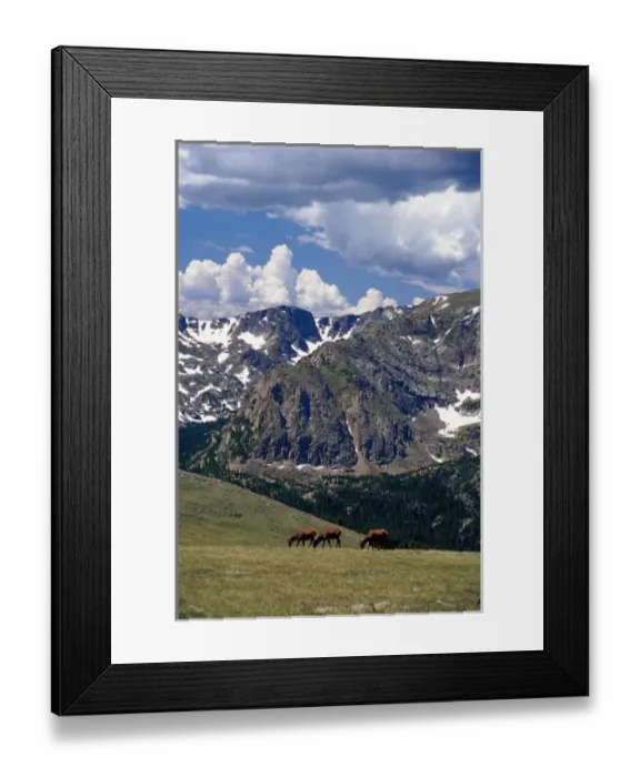 Framed Print : USA, Colorado, Rocky Mountain National Park. Elk grazing in alpine tundra along Trail Ridge Road Framed Print : USA, Colorado, Rocky Mountain National Park. Elk grazing in alpine tundra along Trail Ridge Road