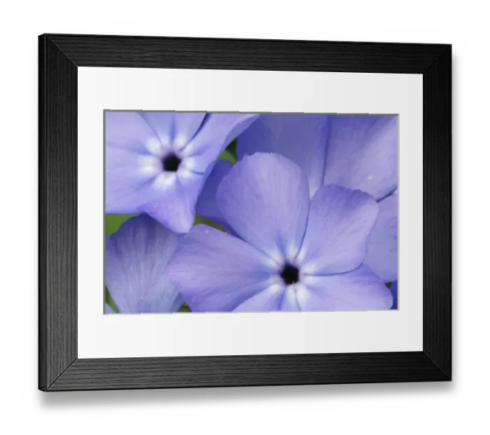 Framed Print : Wildflowers, Ponca Low Water Bridge, Buffalo National River, Arkansas