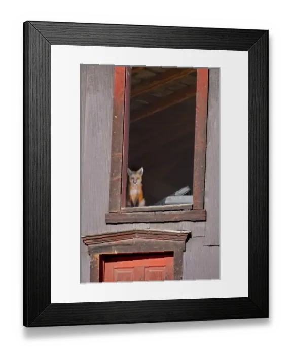 Framed Print : USA, Colorado, Breckenridge. Young fox sitting in window of barn Framed Print : USA, Colorado, Breckenridge. Young fox sitting in window of barn