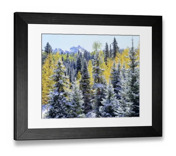 Framed Print : USA, Colorado. Snow-covered trees in the Rocky Mountains Framed Print : USA, Colorado. Snow-covered trees in the Rocky Mountains