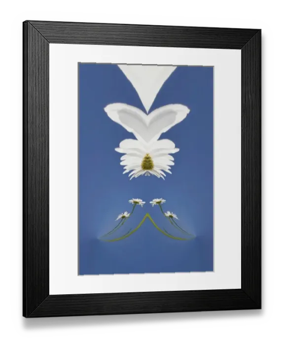 Framed Print : Special effects on daisy flower, Macon, Georgia Framed Print : Special effects on daisy flower, Macon, Georgia