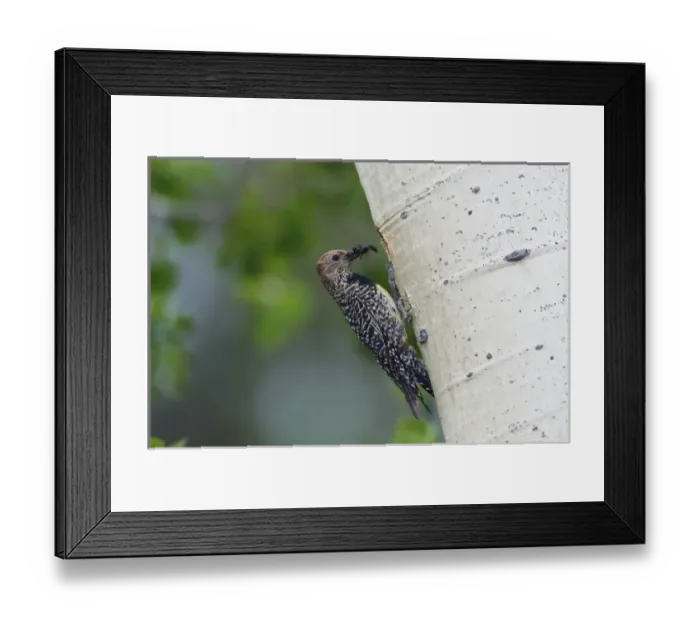 Framed Print : Williamsons Sapsucker, Sphyrapicus thyroideus, adult female with ant prey Framed Print : Williamsons Sapsucker, Sphyrapicus thyroideus, adult female with ant prey