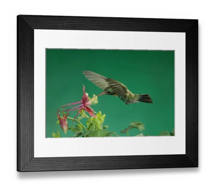 Framed Print : Male feeding on columbine (Aquilegia ssp. ), Madera Canyon, Arizona, USA Framed Print : Male feeding on columbine (Aquilegia ssp. ), Madera Canyon, Arizona, USA