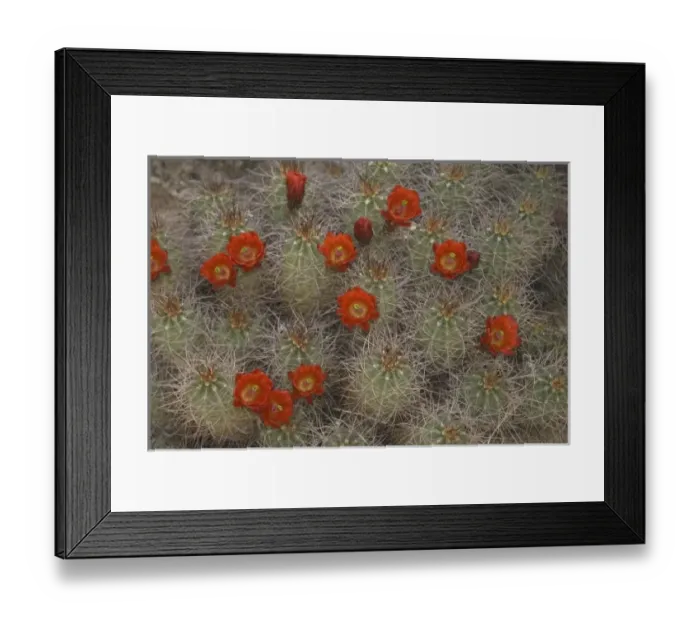 Framed Print : Claret Cup Cactus (Echinocereus triglochidiatus), Joshua Tree National Park, California Framed Print : Claret Cup Cactus (Echinocereus triglochidiatus), Joshua Tree National Park, California