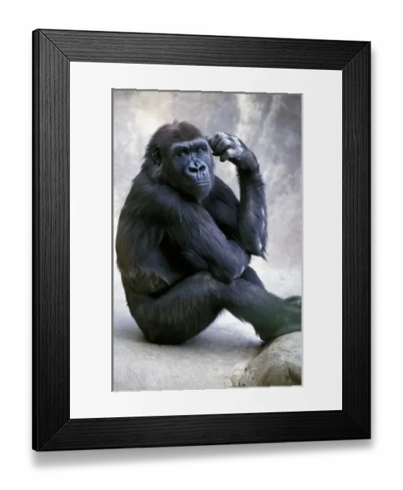 Framed Print : North America, California, San Diego, San Diego Zoo. Lowland Gorilla, captive Framed Print : North America, California, San Diego, San Diego Zoo. Lowland Gorilla, captive