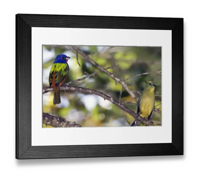Framed Print : USA, North America, Florida Framed Print : USA, North America, Florida