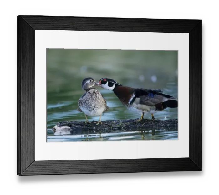 Framed Print : USA, Florida. Wood duck interacts with young offspring Framed Print : USA, Florida. Wood duck interacts with young offspring