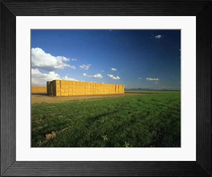 Framed Print : Stacks of alfalfa hay bales in the Palko Verde Valley of California near Blythe Framed Print : Stacks of alfalfa hay bales in the Palko Verde Valley of California near Blythe