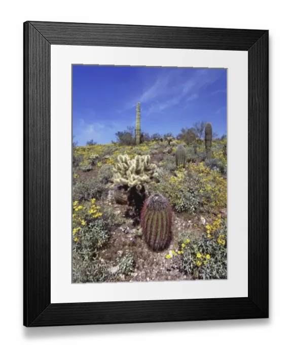 Framed Print : USA, Arizona, Lake Pleasant area. A variety of cacti grow near Lake Pleasant in Arizona Framed Print : USA, Arizona, Lake Pleasant area. A variety of cacti grow near Lake Pleasant in Arizona