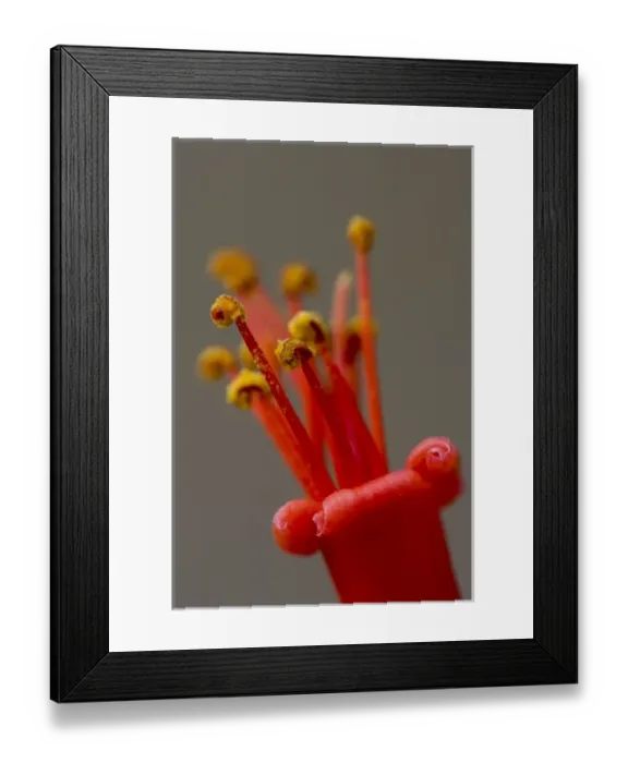 Framed Print : Ocotillo Cactus Flower, Fonquieria splendens, Sonoran Desert, High Desert Park, Bureau Framed Print : Ocotillo Cactus Flower, Fonquieria splendens, Sonoran Desert, High Desert Park, Bureau