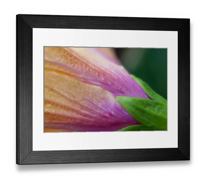 Framed Print : Hibiscus petal, sepal and calyx detail - Maui, Hawaii