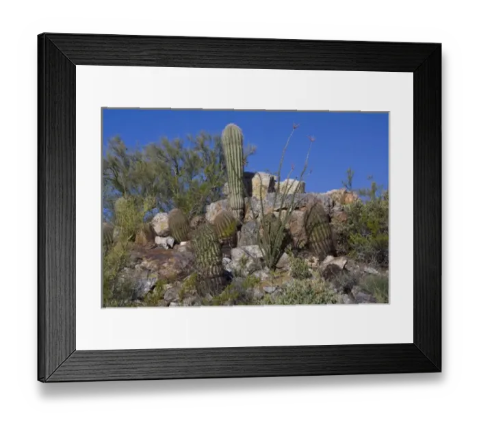 Framed Print : Variety of Cactus, Littleleaf paloverde, Compass Barrel Cactus, Ocotillo Cactus, Saguaro Cactus Framed Print : Variety of Cactus, Littleleaf paloverde, Compass Barrel Cactus, Ocotillo Cactus, Saguaro Cactus
